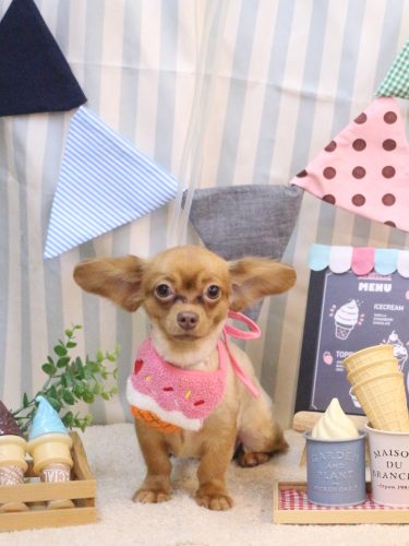 20250501チロちゃん